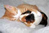 Cats Cuddling With Guinea Pigs Compilation