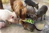 Family Meal