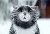 Mog�s Christmas Calamity